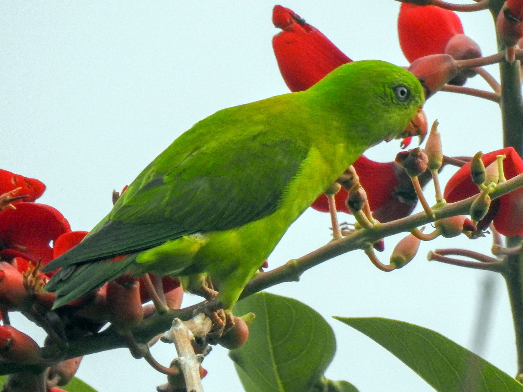 Yellow-throated Hanging-Parrot - Tommy Pedersen