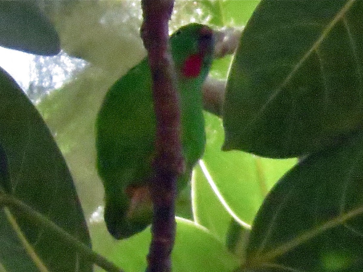 Wallace's Hanging-Parrot - Loriculus flosculus - Birds of the World