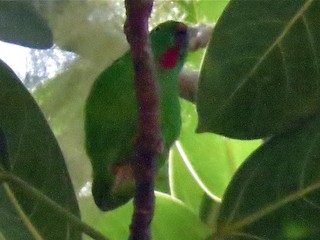  - Wallace's Hanging-Parrot