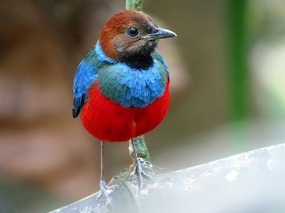 成鳥 (Blue-breasted) - Wayne Gillatt - ML273376731