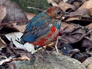 Взрослая/молодая птица (Blue-breasted) - Vincent Wang - ML273376751