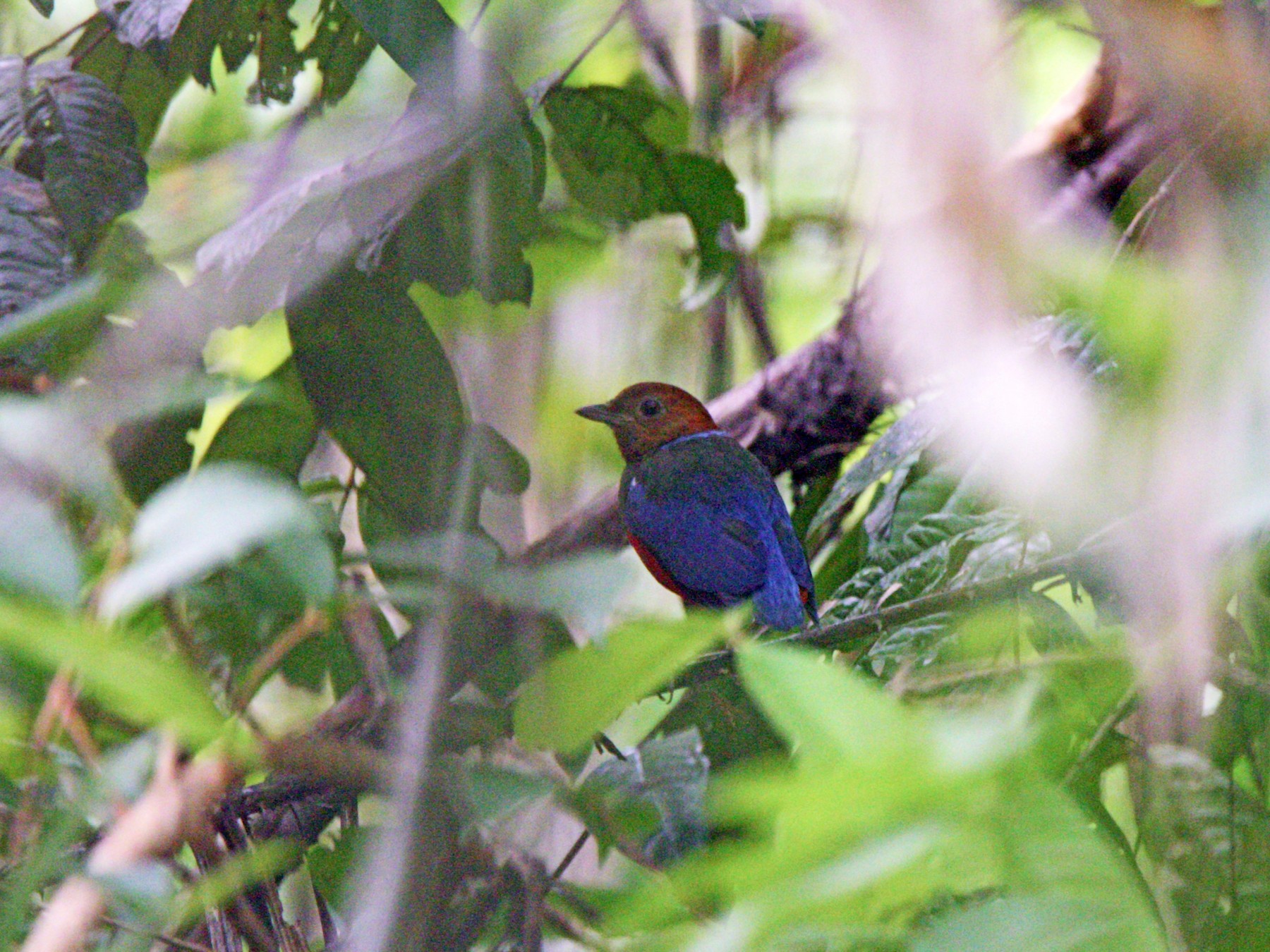 Philippine Pitta - Kuang-Ping Yu