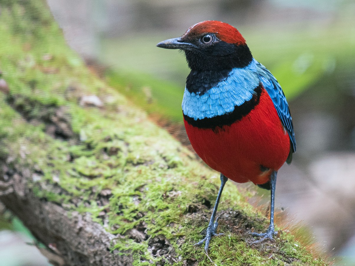 Sula Pitta - Boas Emmanuel