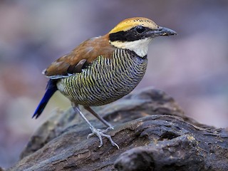Hembra - Laurie Ross | Tracks Birding & Photography Tours - ML273377081