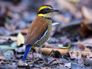 Male - Laurie Ross | Tracks Birding & Photography Tours - ML273377091