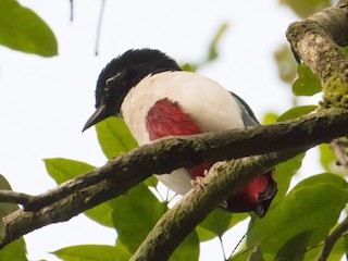 Adult (Ivory-breasted) - Bill Bacon - ML273377341