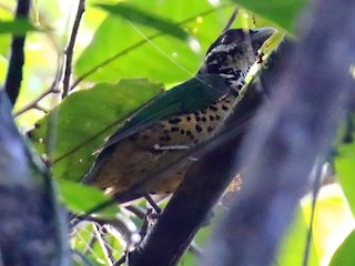  - White-eared Catbird