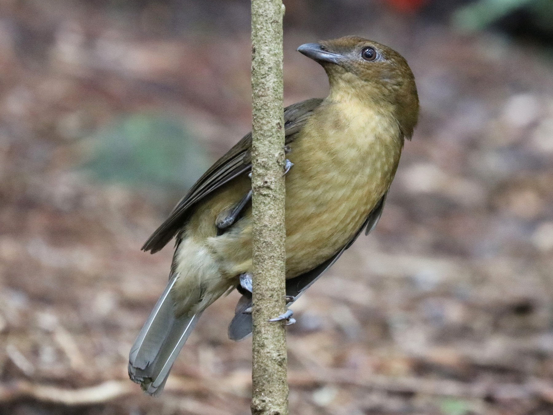 Vogelkop Bowerbird - John Bruin