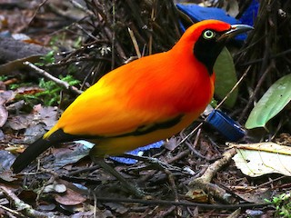  - Masked Bowerbird