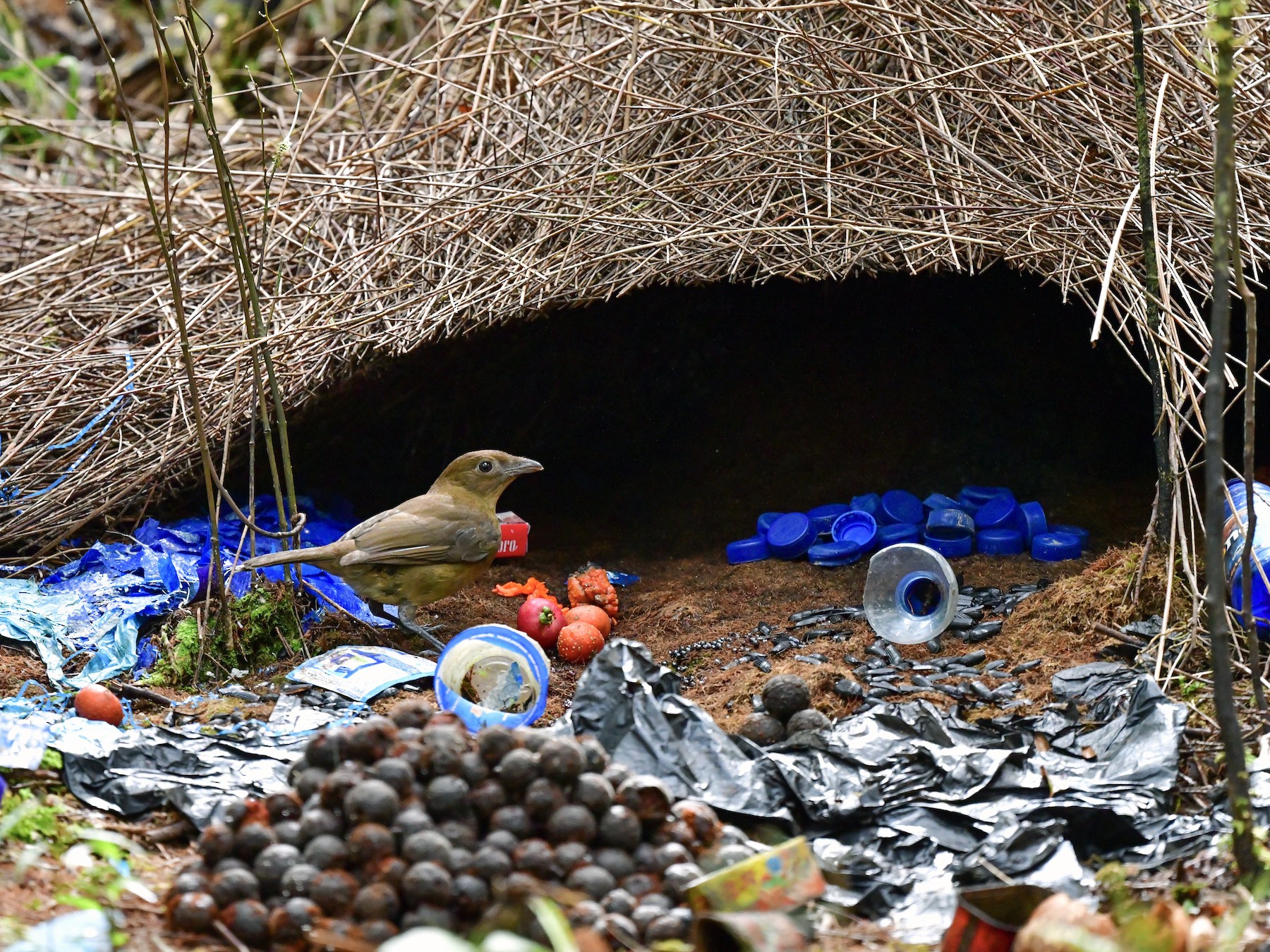 Bower deals bird nest