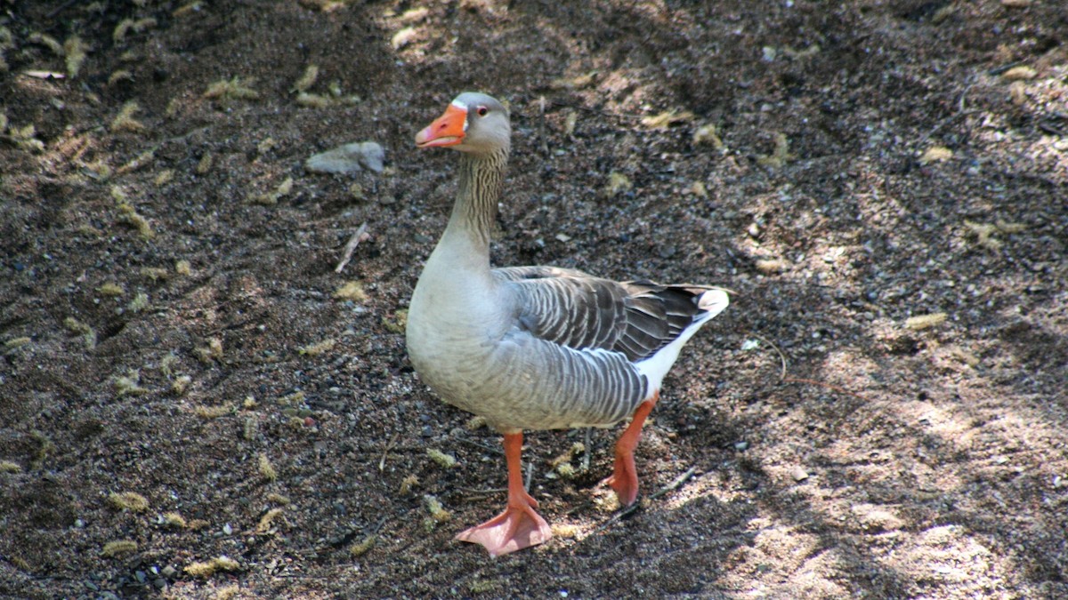 Graylag Goose (Domestic type) - ML273381091