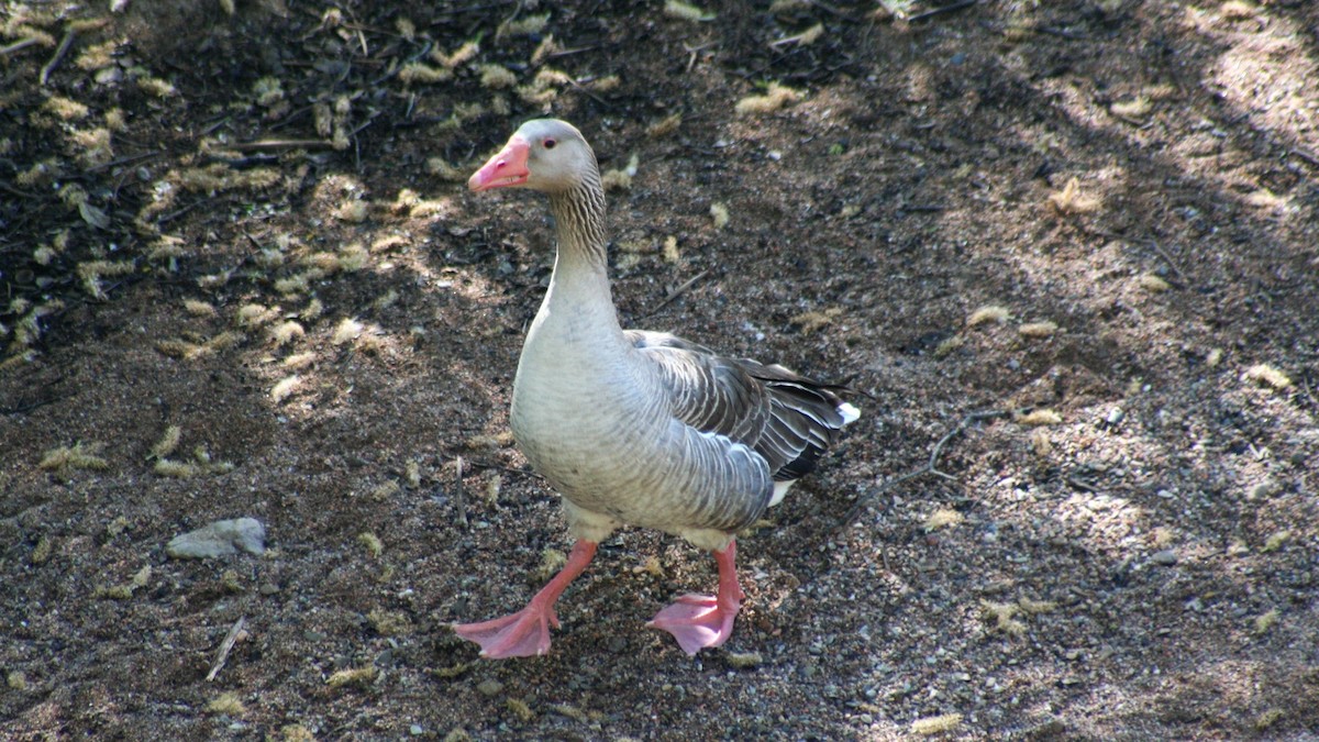 Graylag Goose (Domestic type) - ML273381101