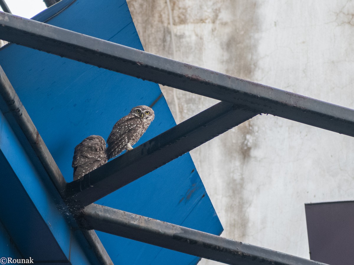 Spotted Owlet - Rounak Patra