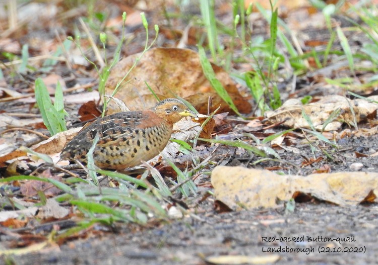 Red-backed Buttonquail - ML273388341