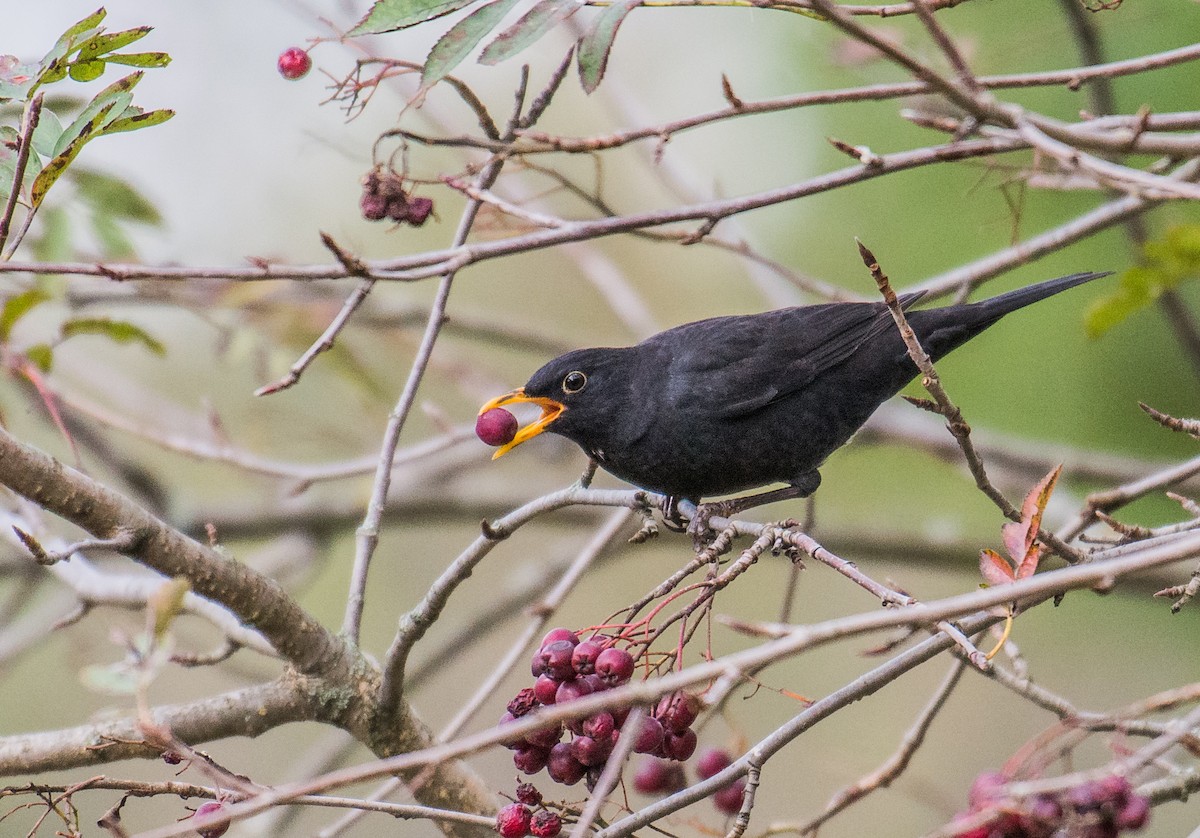 Eurasian Blackbird - Artemiy Sanin