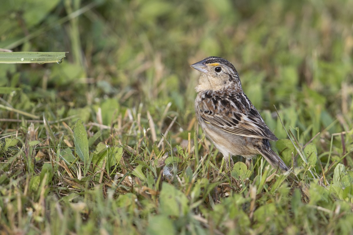 Grasshopper Sparrow - ML273394351
