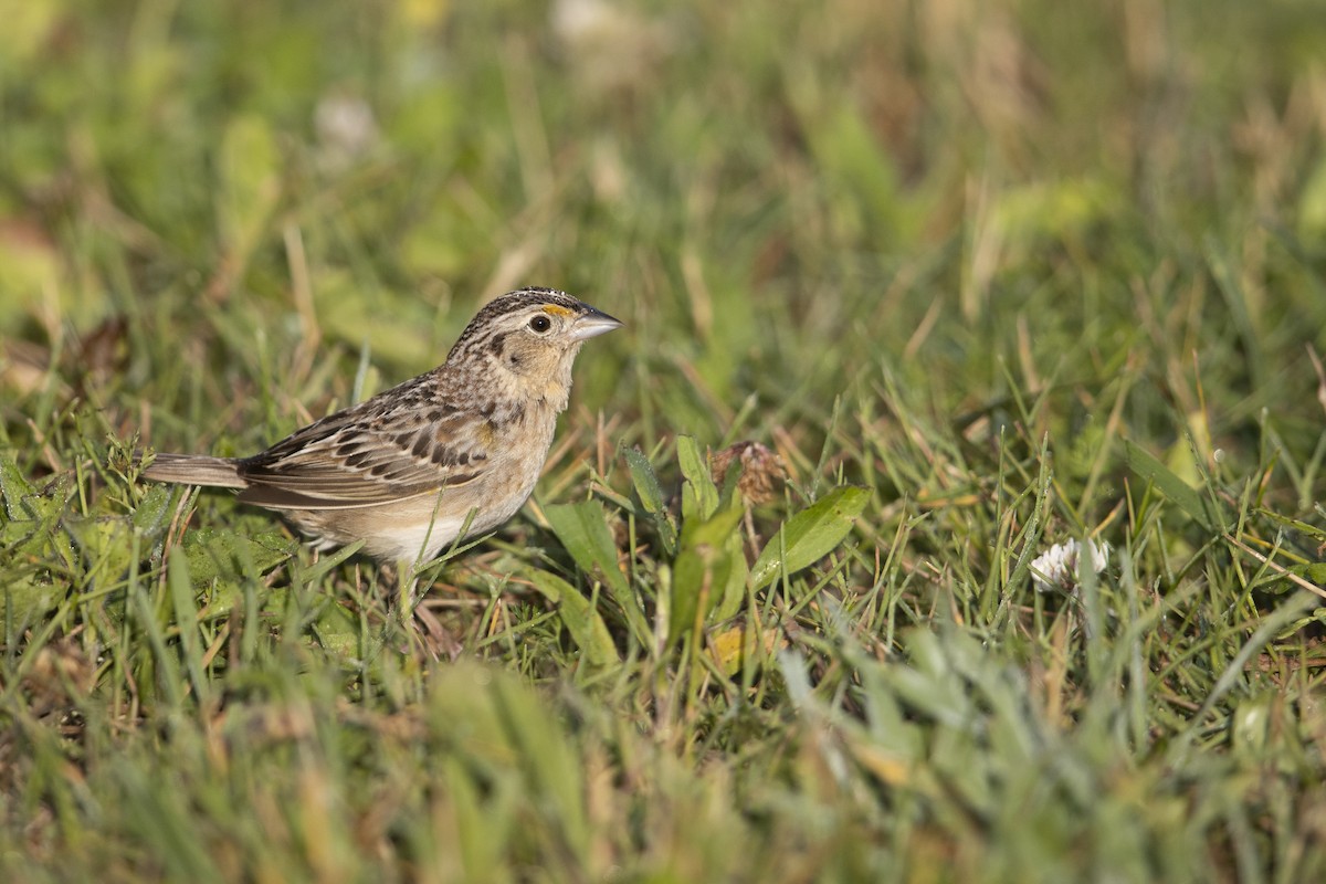 Grasshopper Sparrow - ML273394401