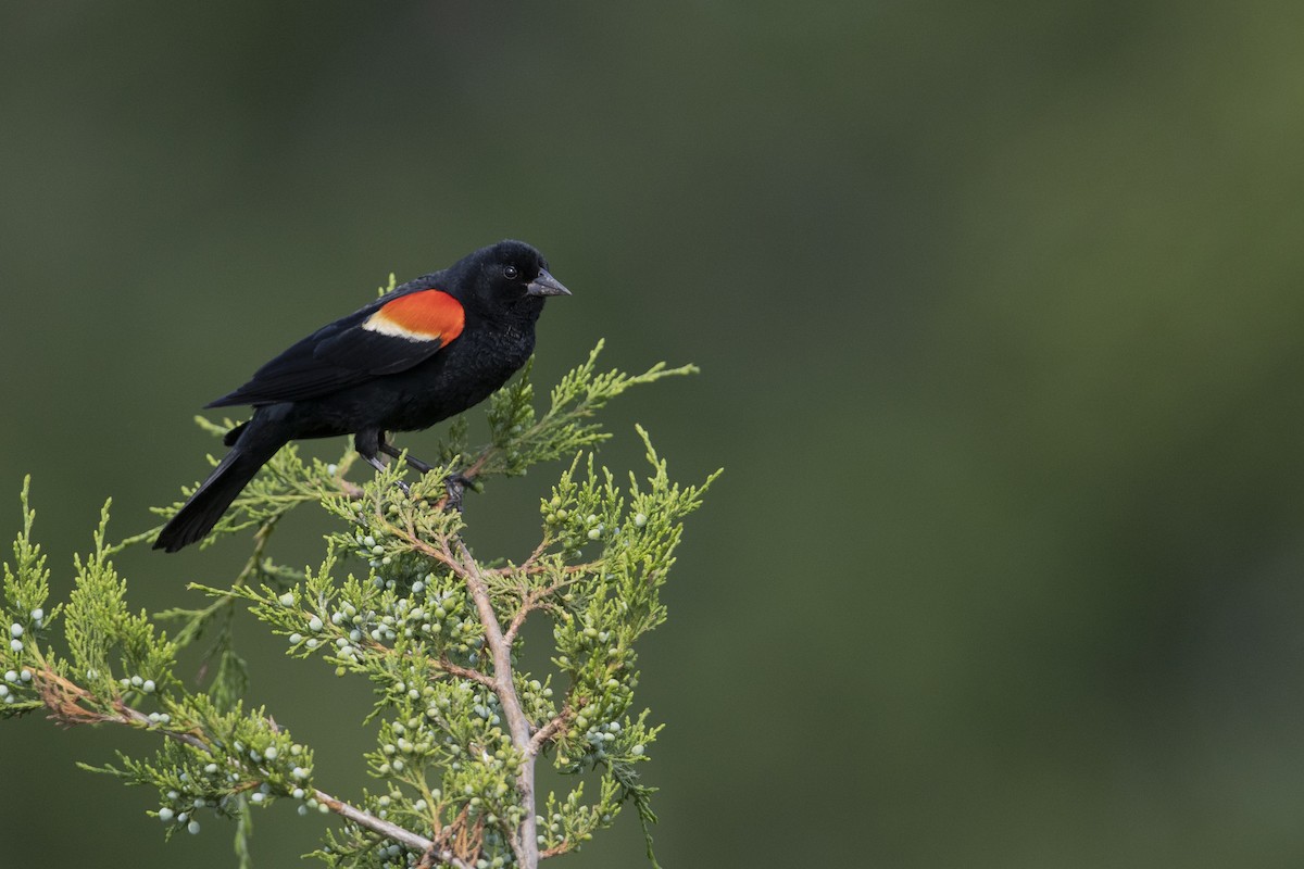 Red-winged Blackbird (Red-winged) - ML273394511