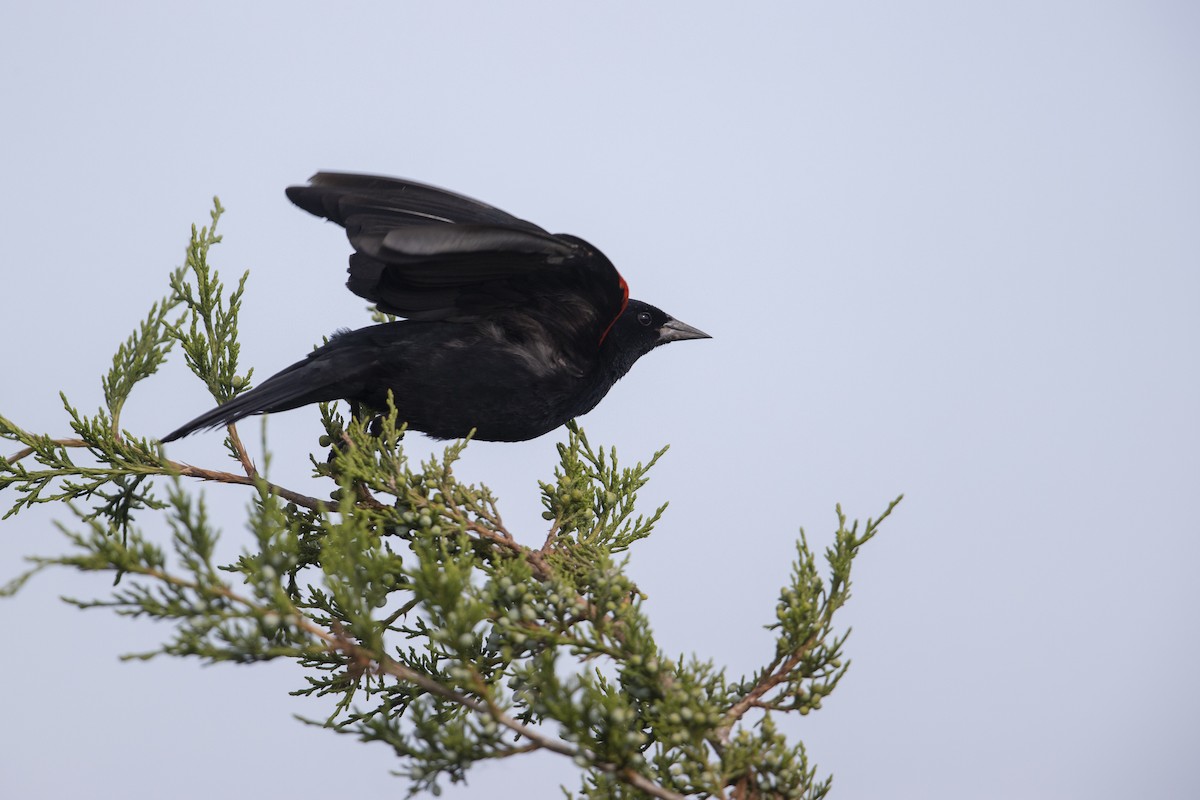 Red-winged Blackbird (Red-winged) - ML273394531