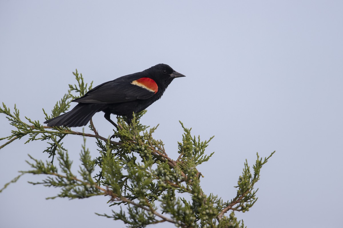 Red-winged Blackbird (Red-winged) - Michael Stubblefield