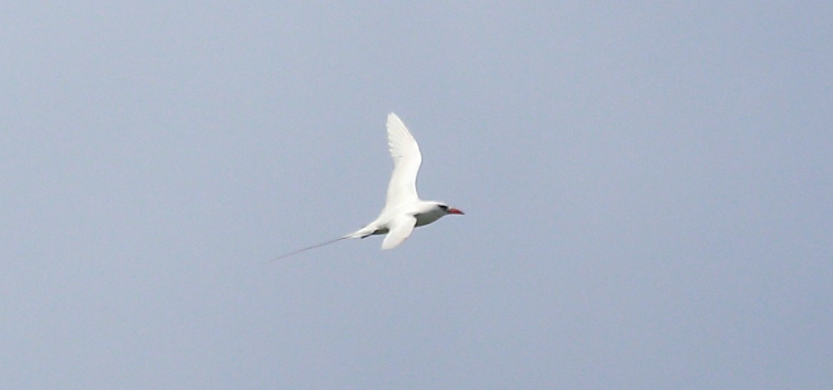 Red-tailed Tropicbird - ML273397221
