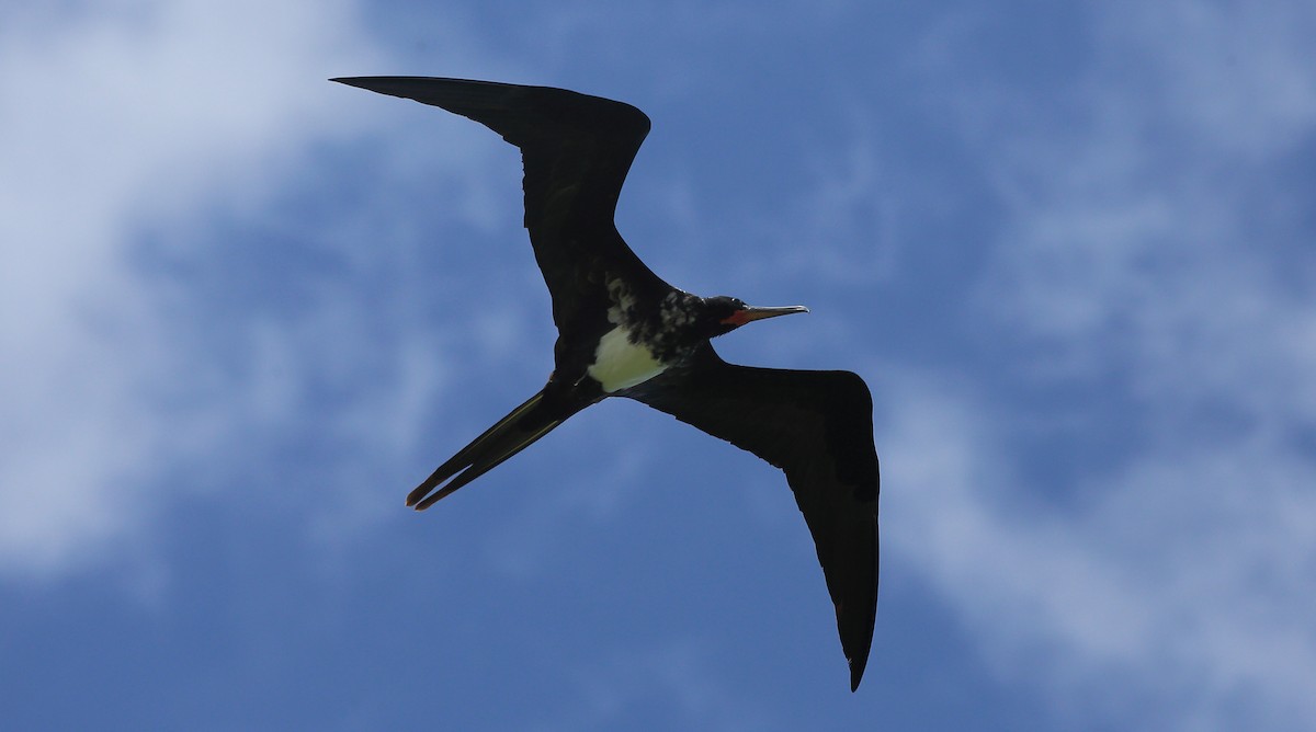 Christmas Island Frigatebird - ML273397281