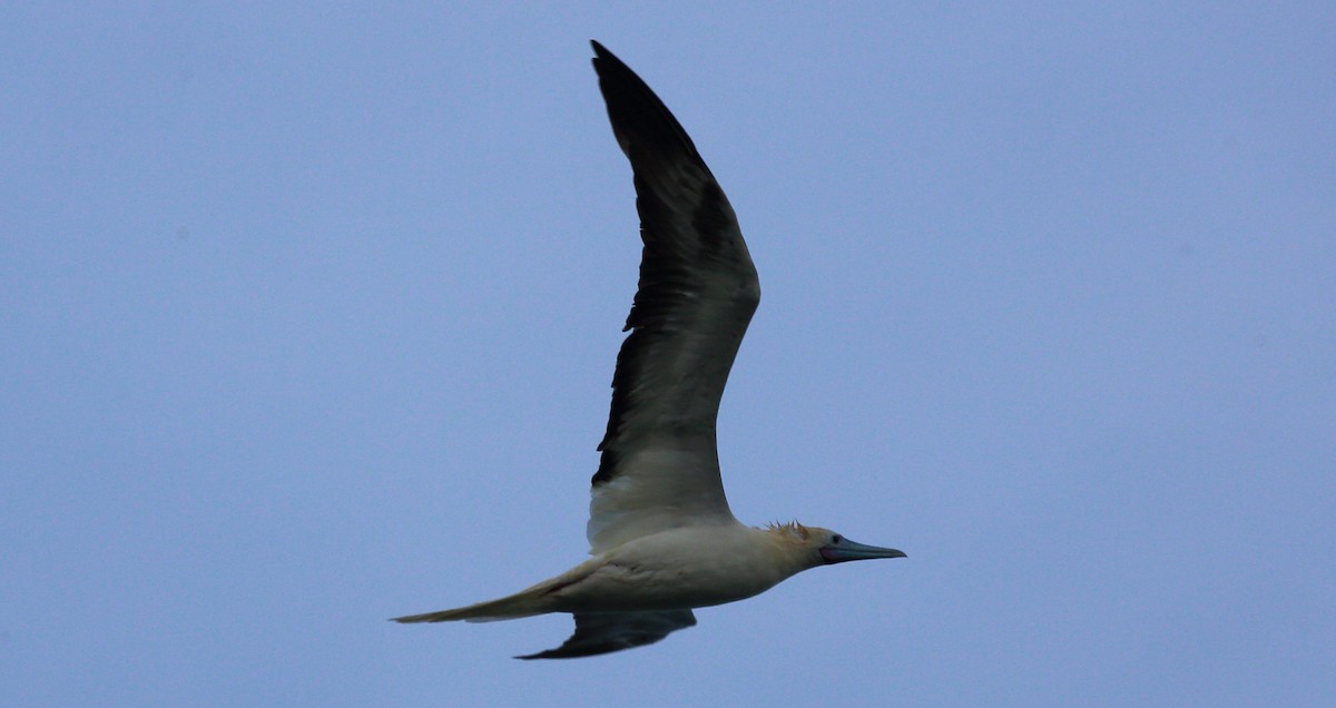 Red-footed Booby - ML273397311
