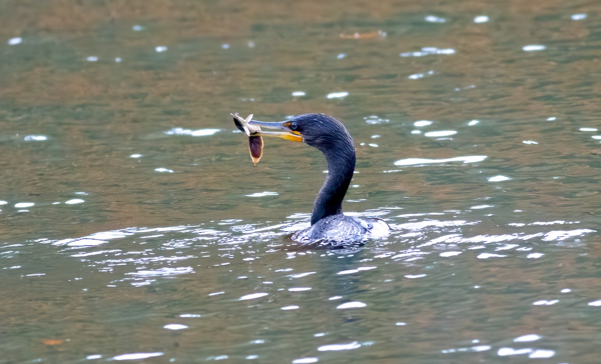Double-crested Cormorant - Christine Wang