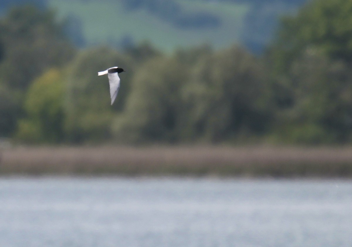 White-winged Tern - ML273401351