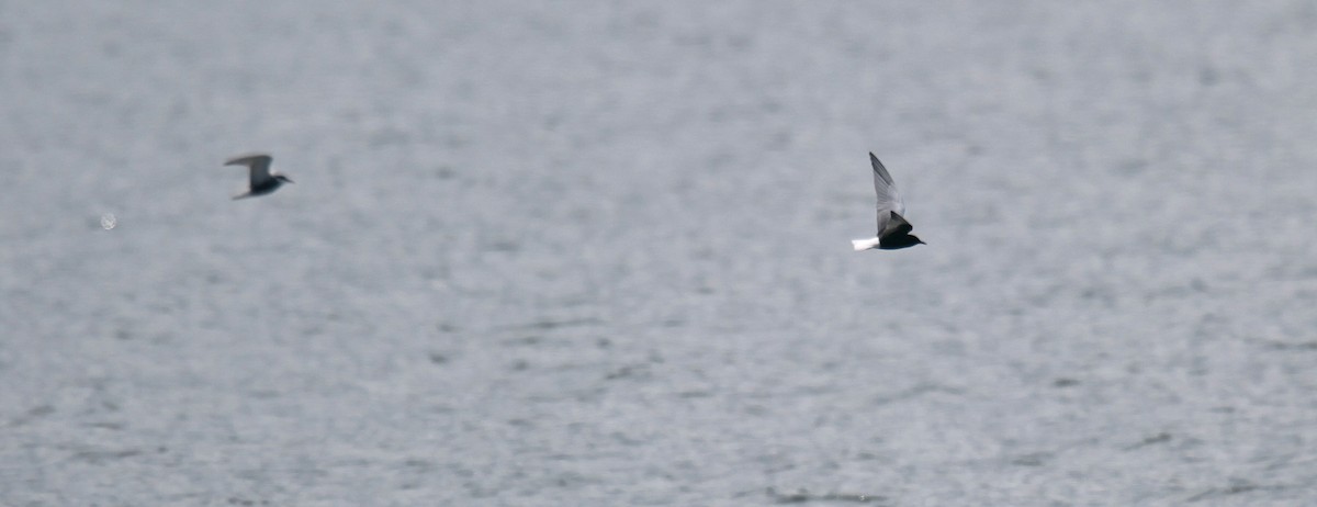 White-winged Tern - Harry Kälin