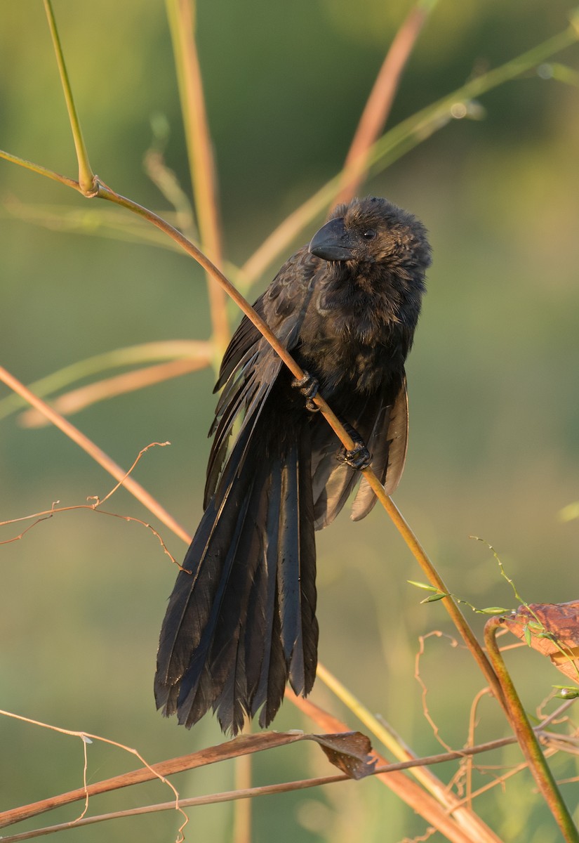 Smooth-billed Ani - Leon Moore