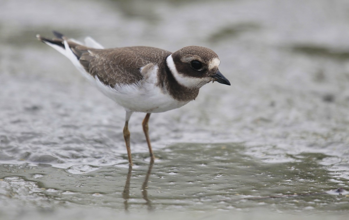 Common Ringed Plover - ML273402311