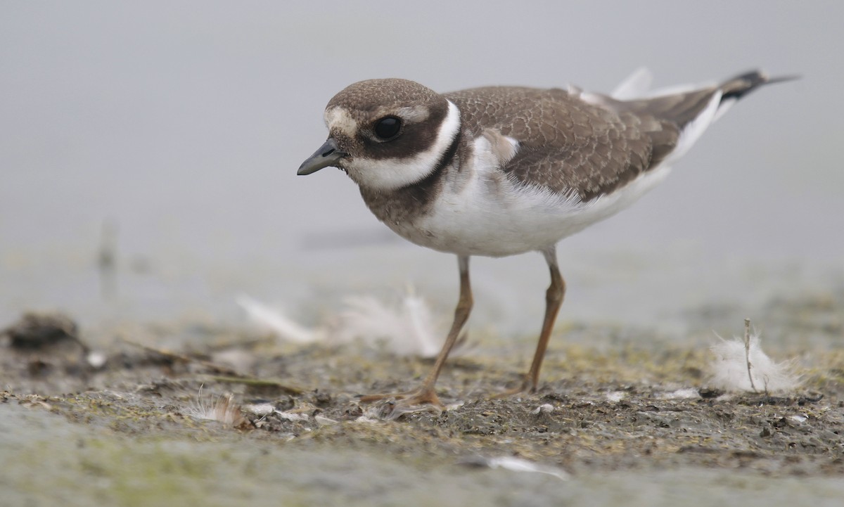 Common Ringed Plover - ML273402321