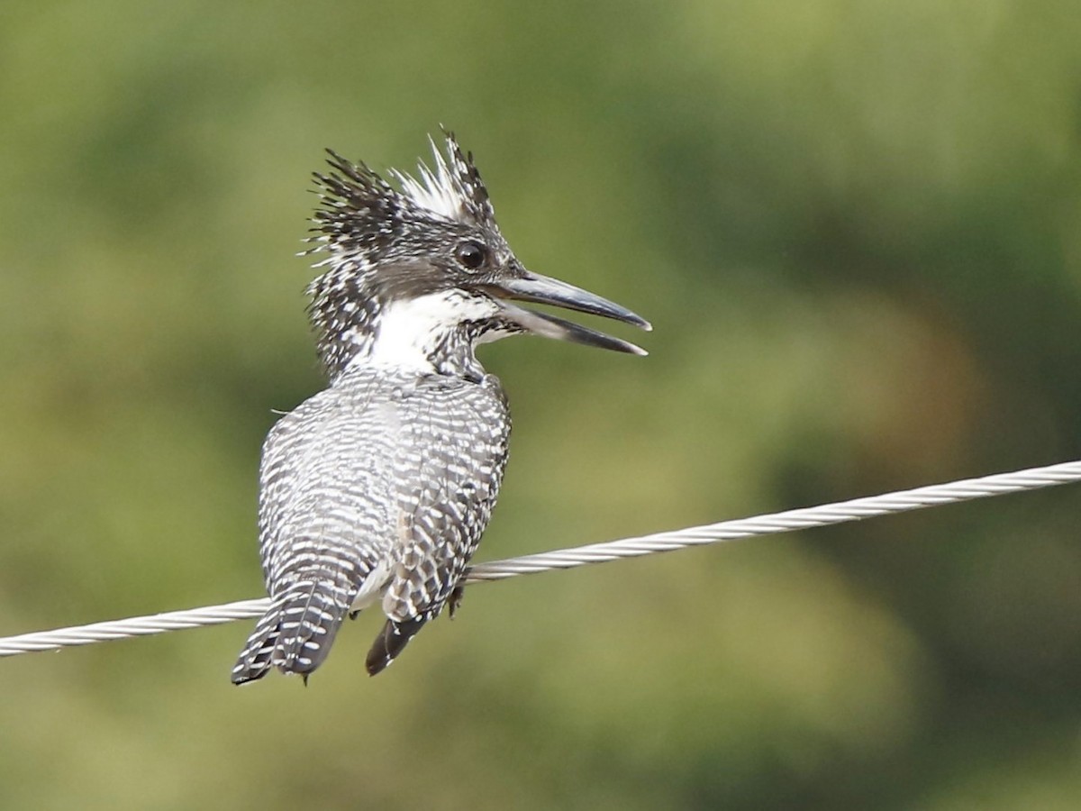 Crested Kingfisher - ML273412241