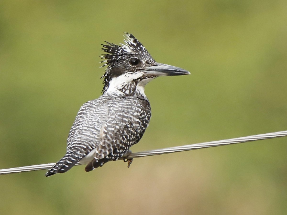 Crested Kingfisher - ML273412261