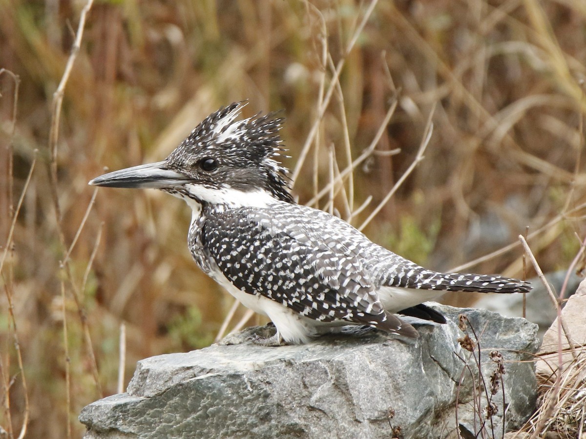 Crested Kingfisher - ML273412301