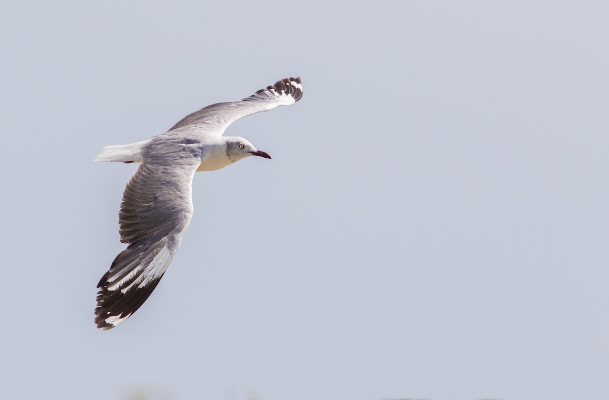 Gray-hooded Gull - Caio Brito