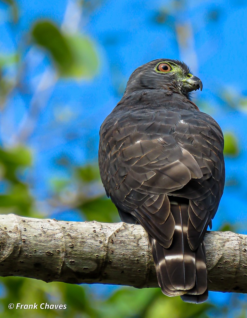 Double-toothed Kite - Frank Chaves Barquero