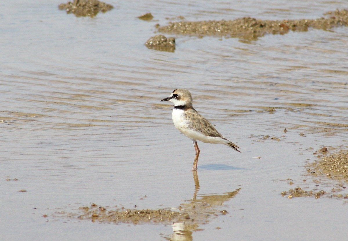 Collared Plover - ML273419741