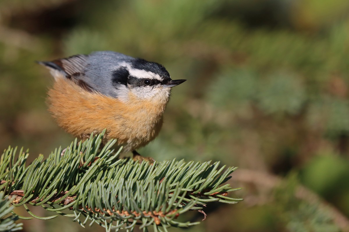 Red-breasted Nuthatch - Luke Seitz