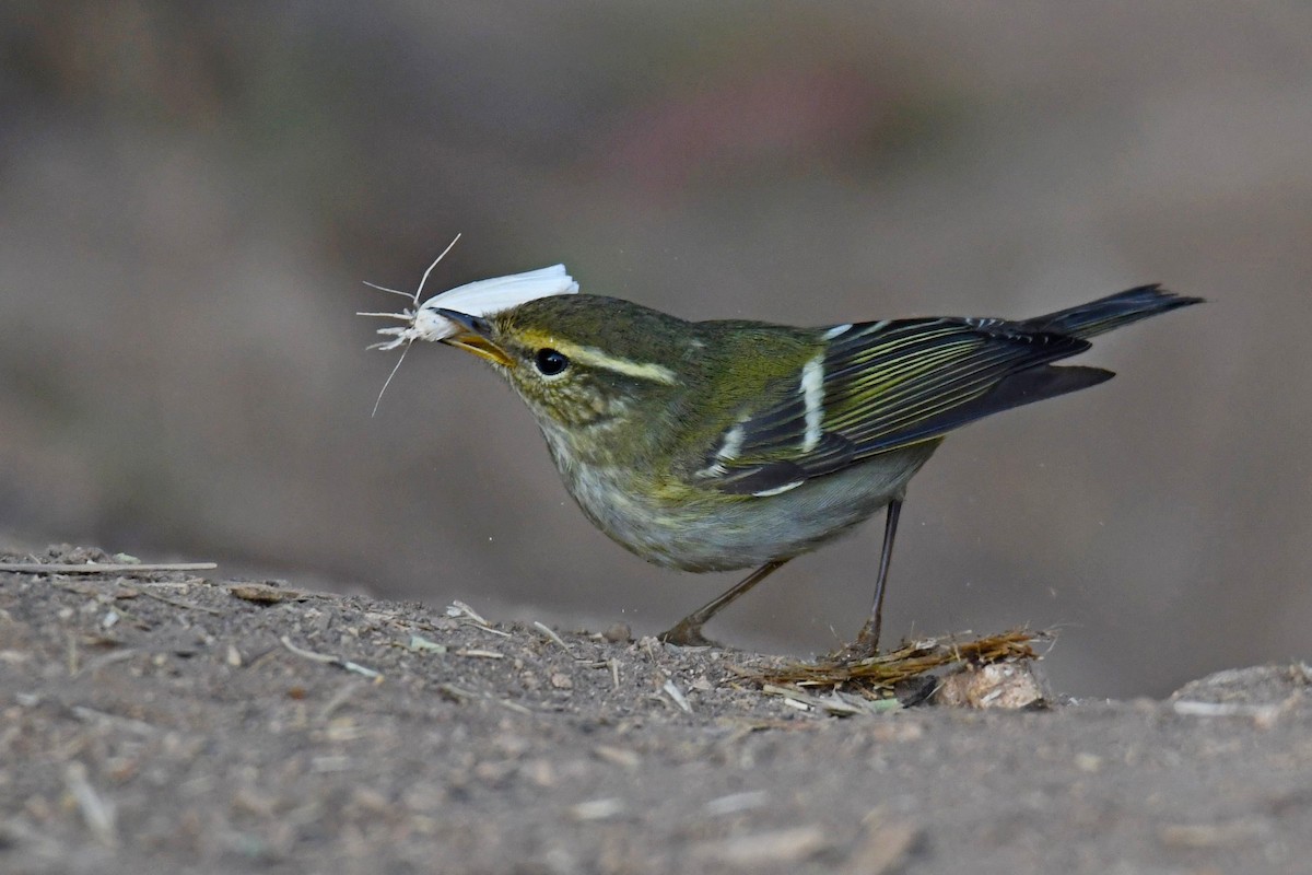 Yellow-browed Warbler - ML273425811