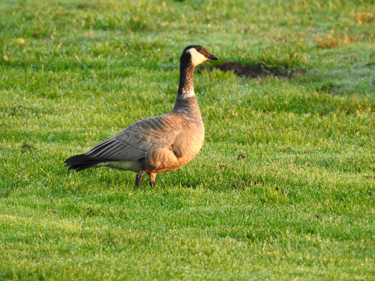 Cackling Goose - Timothy Leque