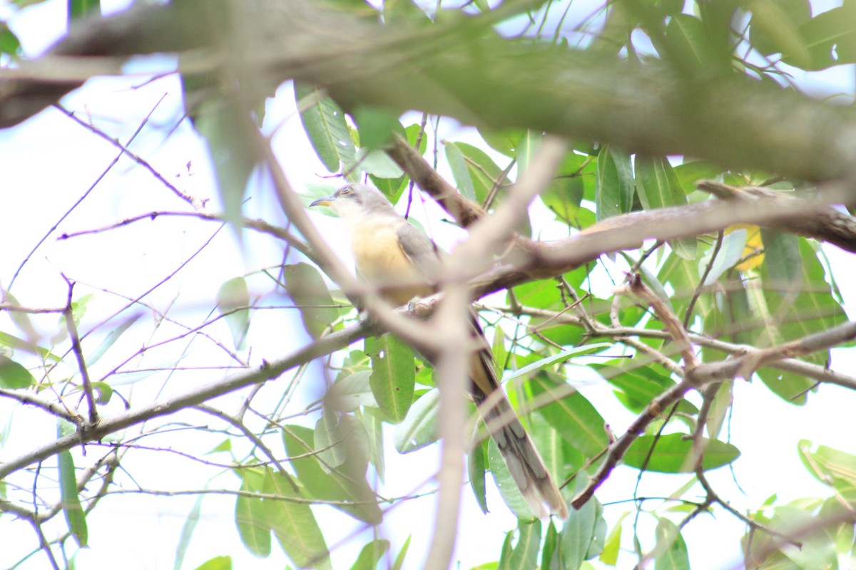 Mangrove Cuckoo - ML273427081