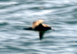 Flesh-footed Shearwater - ML273430511