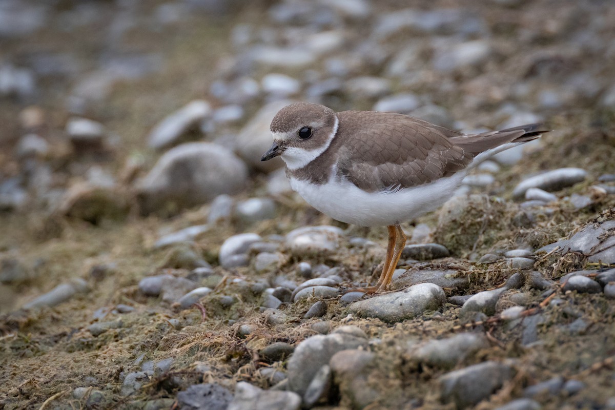 Semipalmated Plover - ML273430871