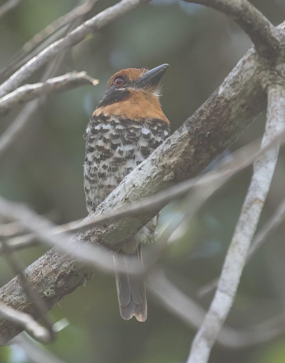 Spotted Puffbird - Leon Moore