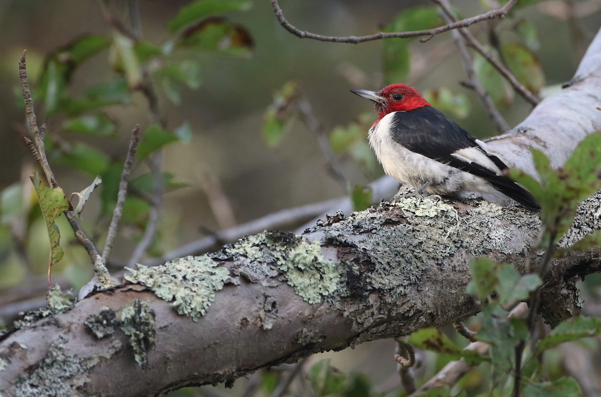 Red-headed Woodpecker - ML273441931