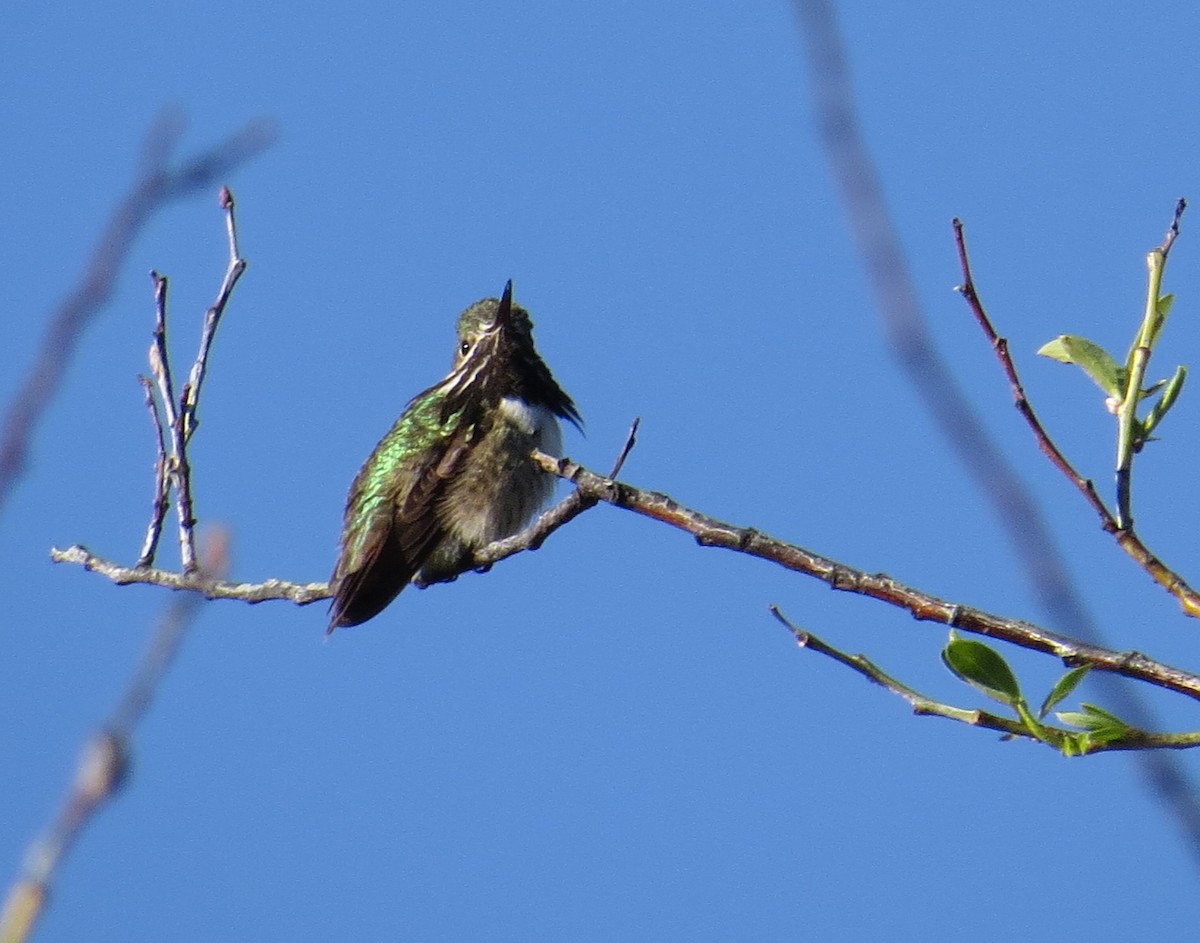 Calliope Hummingbird - ML27344201