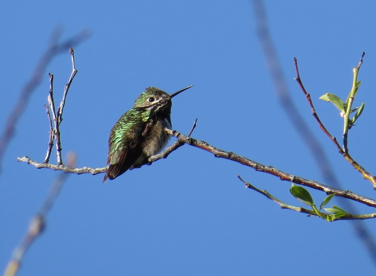 Calliope Hummingbird - ML27344211