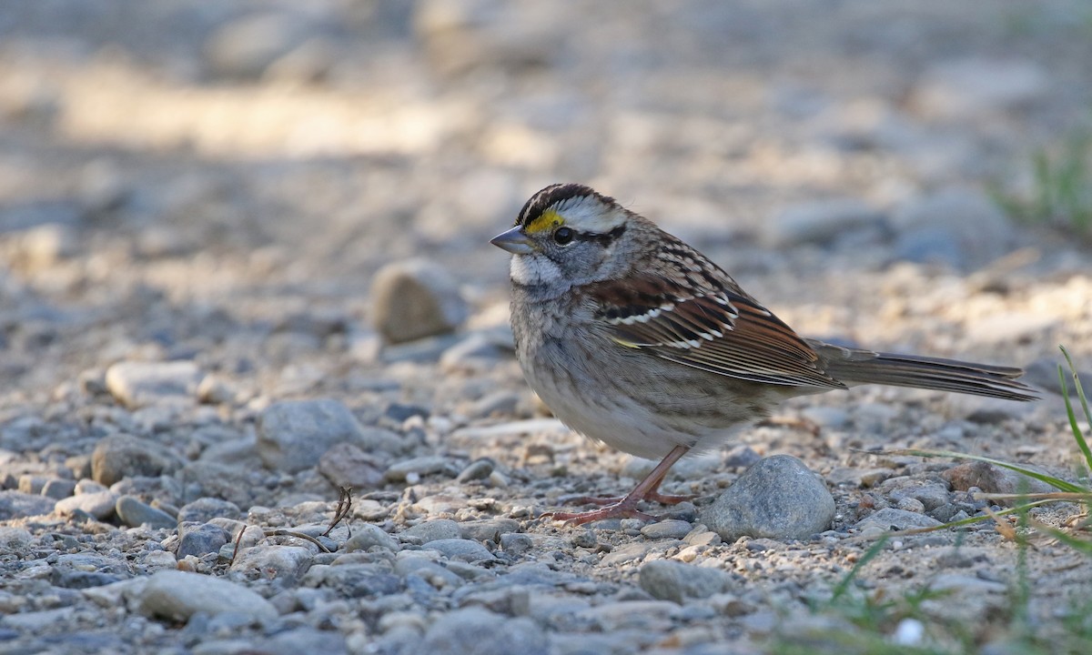 White-throated Sparrow - Luke Seitz
